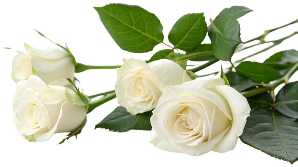 White Roses PNG Transparent Image Free Download | PNG Perfect